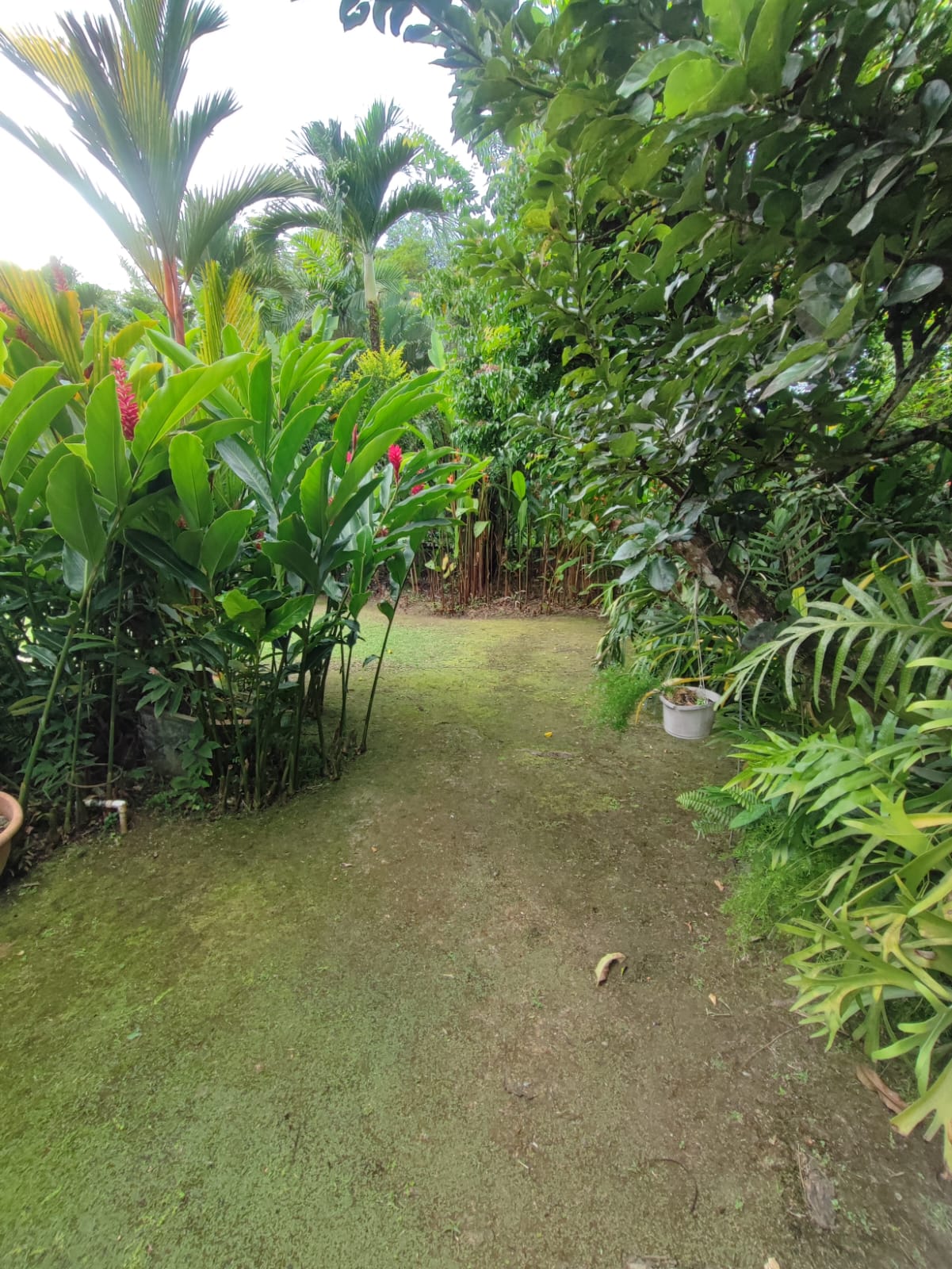 Rare Land & Home Opportunity for Sale – La Pastora Gardens, Santa Cruz